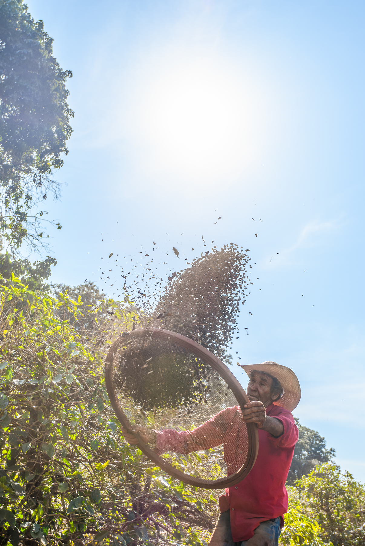 Farmer sifting soil under bright sun.